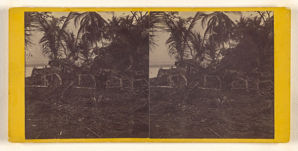 Donkey train of the U.S. Darien Expedition at San Blas Bay. by Timothy H O Sullivan
