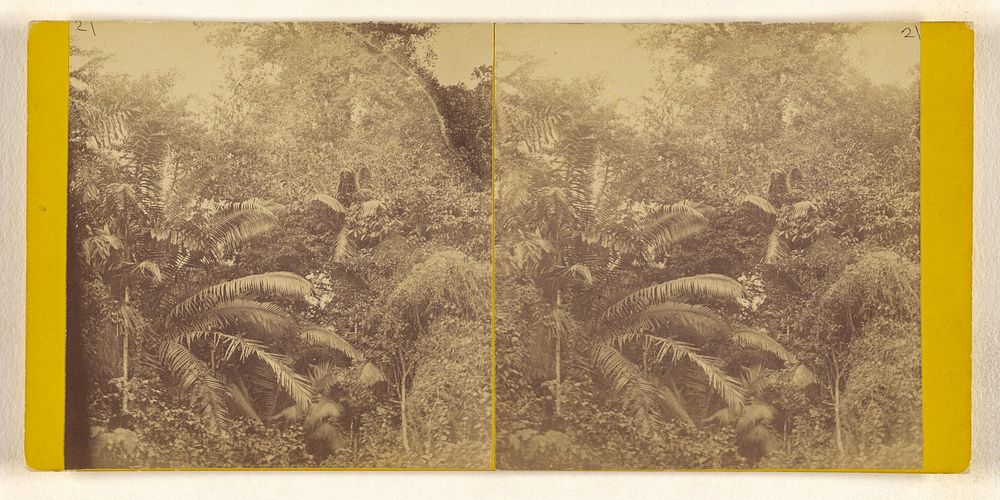 Palms on the Isthmus of Darien. Darien Expedition. by Timothy H O Sullivan