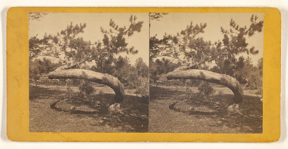 Twisted pine tree by J A Palmer