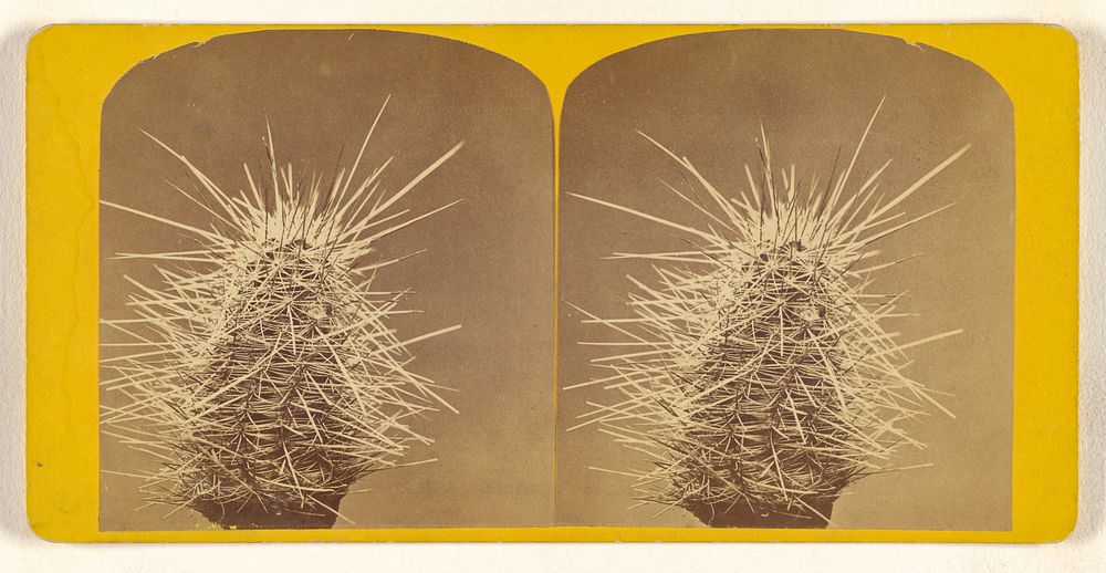 Unidentified cactus by Joseph C Parker