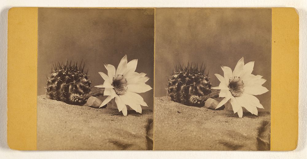 Unidentified flowering cactus by Joseph C Parker