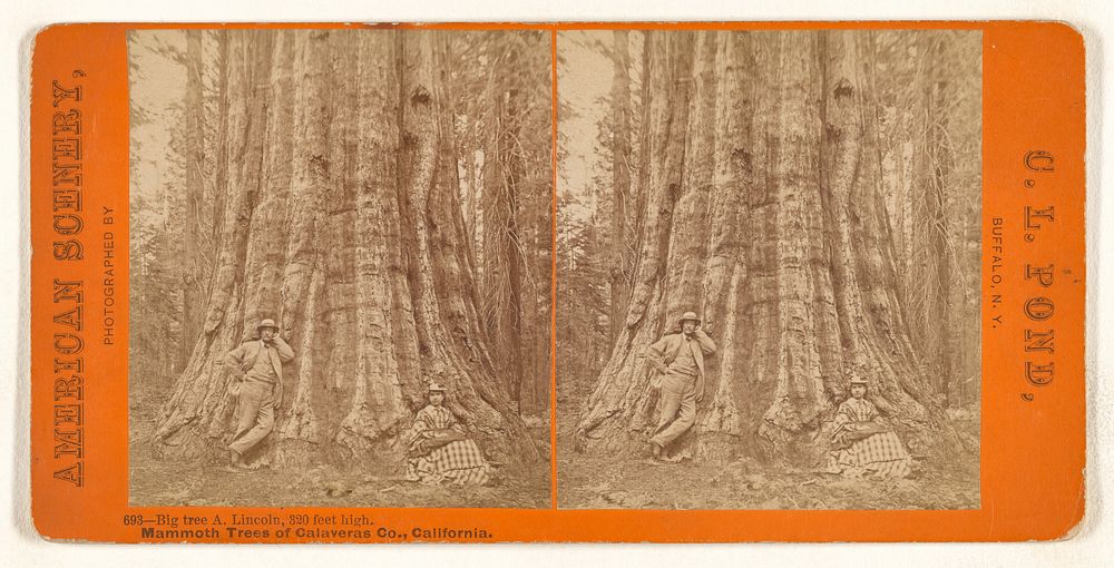 Big tree A. Lincoln, 320 feet high. Mammoth Trees of Calaveras Co., California. by C L Pond