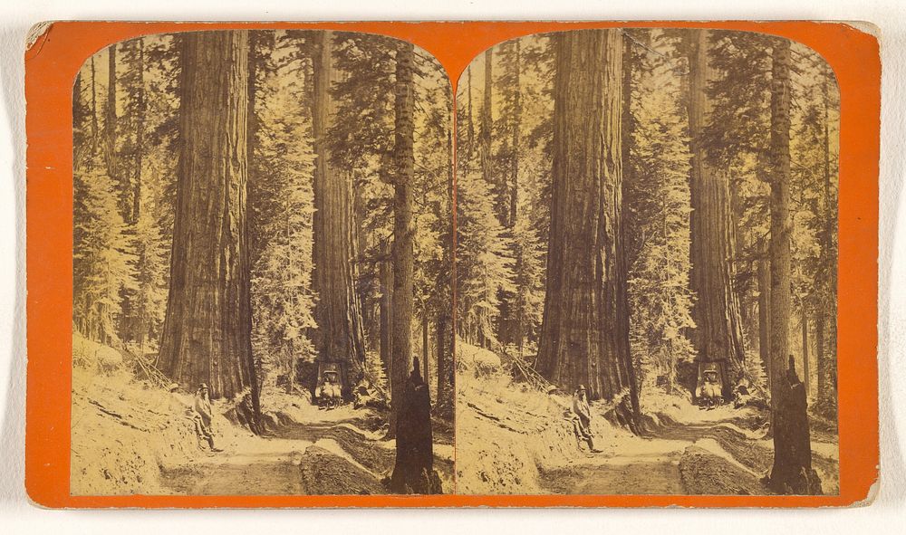 The Big Trees of the Mariposa Group. by C R Savage