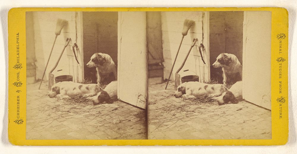 Three dogs by Schreiber and Sons