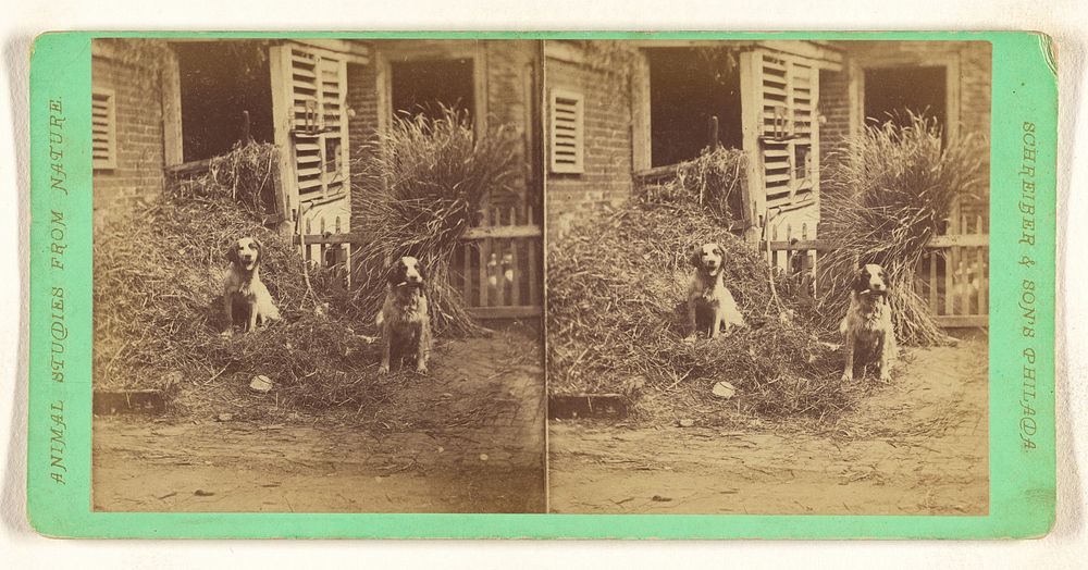 Two dogs in front yard of a house by Schreiber and Sons
