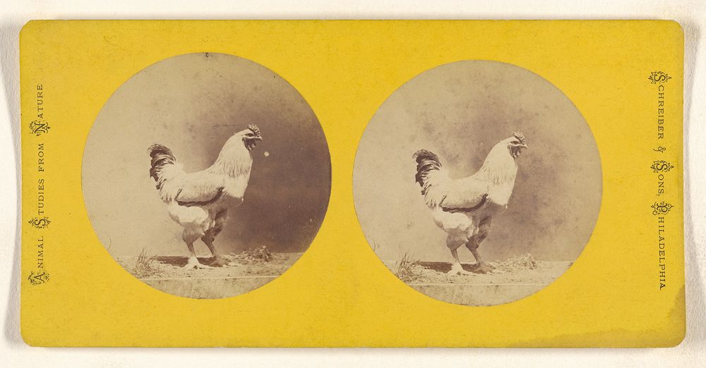 Chicken by Schreiber and Sons