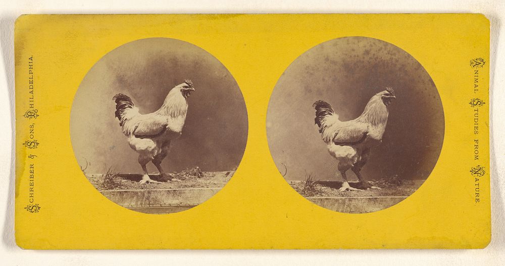 Chicken by Schreiber and Sons