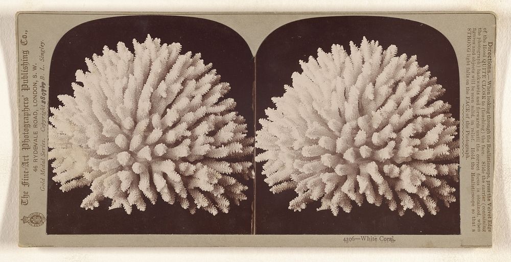 White Coral. by B L Singley