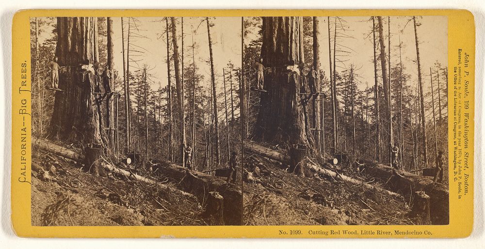 Cutting Red Wood, Little River, Mendocino Co. by John P Soule