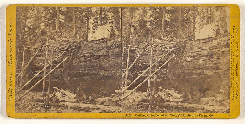 Cutting off Section of Big Tree, (78 ft. circum.) Frezno [sic] Co. by John P Soule