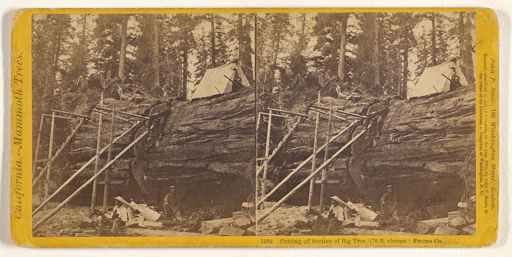Cutting off Section of Big Tree, (78 ft. circum.) Frezno [sic] Co. by John P Soule