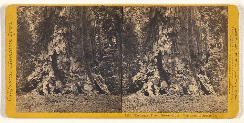 The largest Tree in Frezno [sic] Grove, (79 ft. circum.) Frezno [sic] Co. by John P Soule