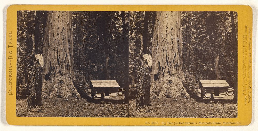 Big Tree (75 feet circum.), Mariposa Grove, Mariposa Co. by John P Soule