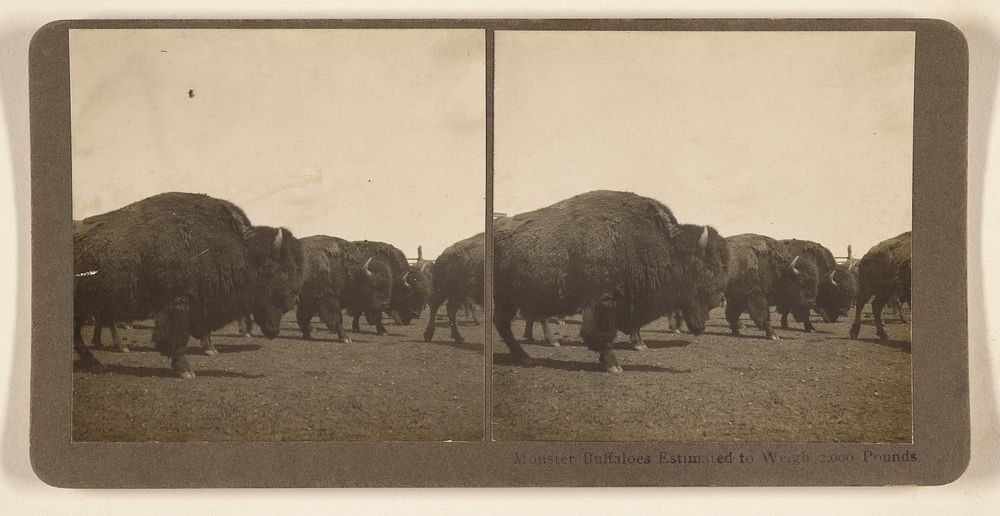 Monster Buffaloes Estimated to Weigh 2,000 Pounds. by Norman A Forsyth
