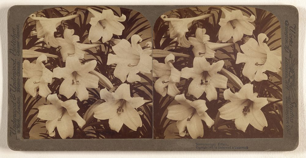 Stereoscopic Effect. [Easter Lilies] by Underwood and Underwood