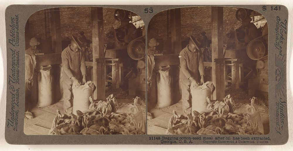 Bagging cotton-seed meal after oil has been extracted, Georgia, U.S.A. by Underwood and Underwood