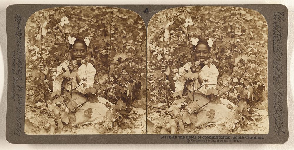 In the fields of opening cotton, South Carolina. by Underwood and Underwood