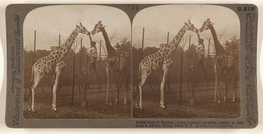 Pair Nubian (three-horned) giraffes, native | Free Photo - rawpixel