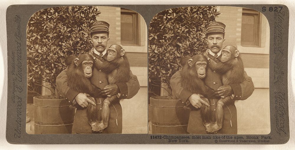 Chimpanzees, most man like of the apes, Bronx Park, New York. by Underwood and Underwood