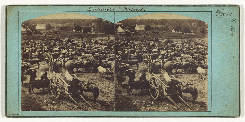 A cattle-fair in Bretagne.