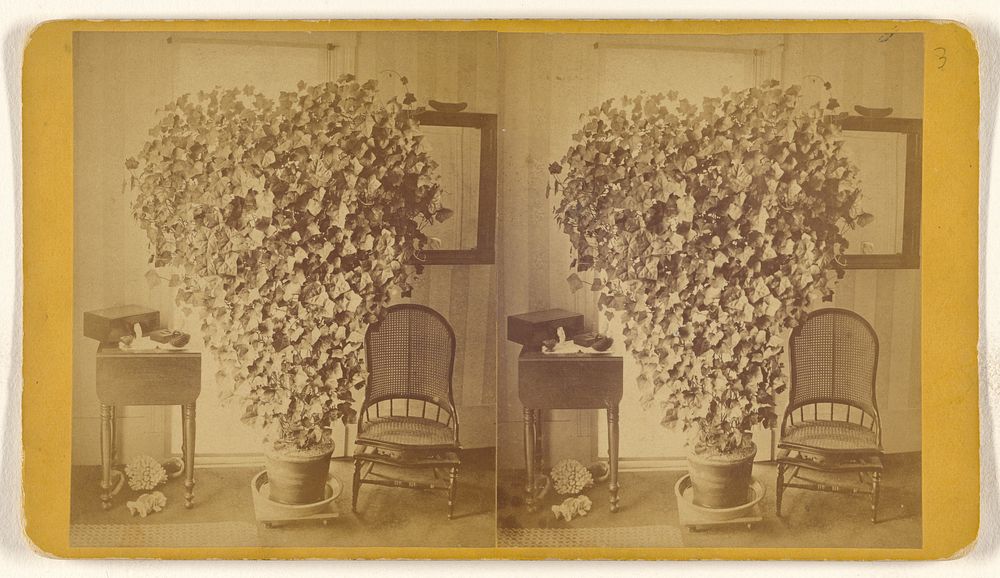Room with large hearted-shaped ivy plant