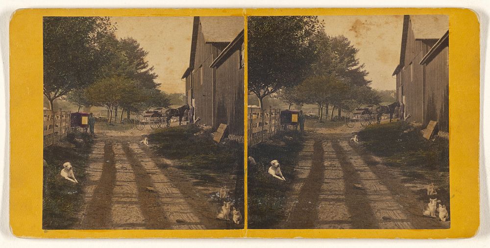 Country road with barn, dogs and cats about
