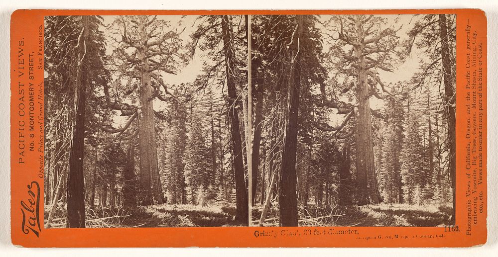 Grizzly Giant, 33 feet diameter, Mariposa Grove, Mariposa County, Cal. by Carleton Watkins