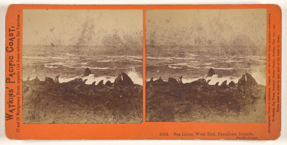 Sea Lions, West End, Farallone [sic] Islands, Pacific Ocean. by Carleton Watkins