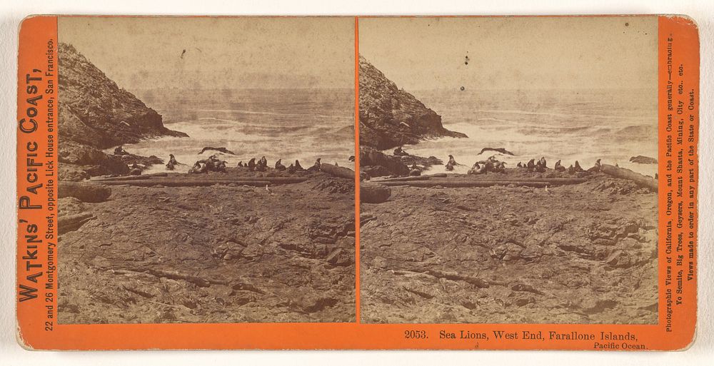 Sea Lions, West End, Farallone [sic] Islands, Pacific Ocean. by Carleton Watkins