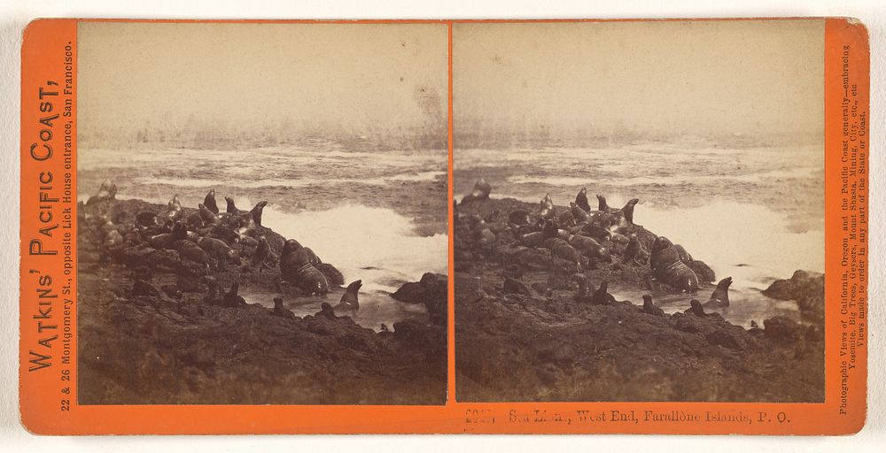Sea Lions, West End, Farallone [sic] Islands, P.O. by Carleton Watkins