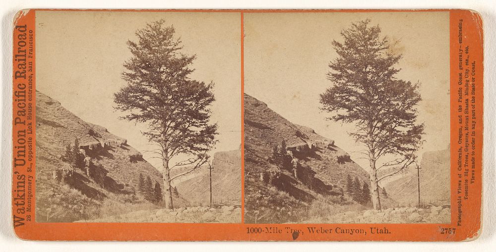 1000-Mile Tree, Weber Canyon, Utah. by Carleton Watkins