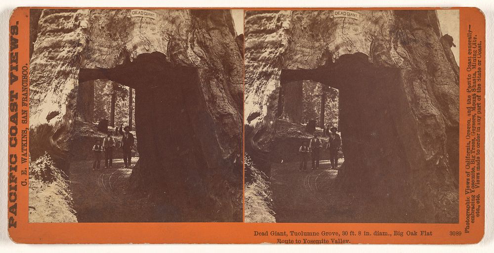 Dead Giant, Tuolumne Grove, 30 ft. 8 in. diam., Big Oak Flat Route to Yosemite Valley. by Carleton Watkins
