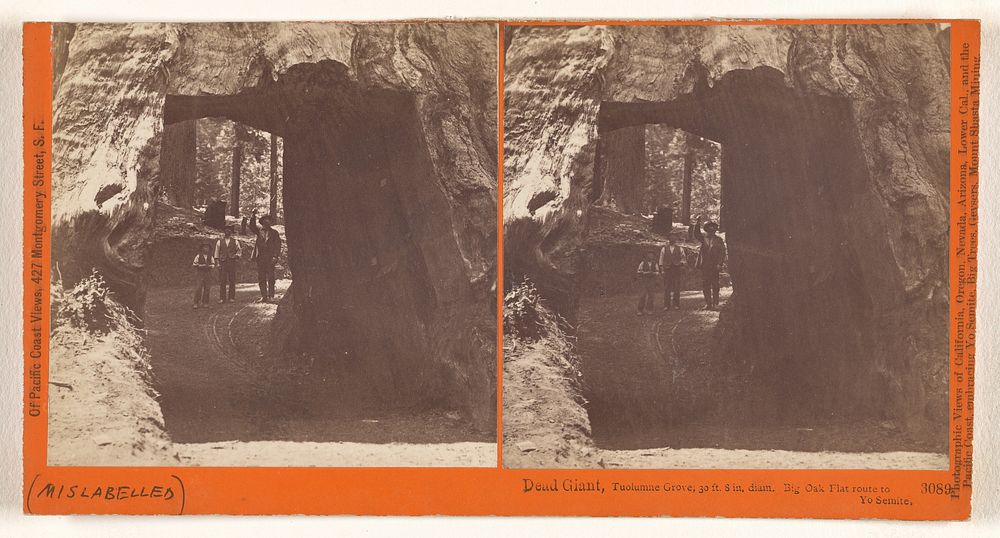 Dead Giant, Tuolumne Grove, 30 ft. 8 in., diam. Big Oak Flat route to Yo Semite. by Carleton Watkins