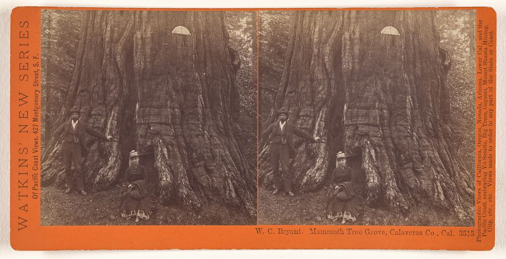 W.C. Bryant. Mammoth Tree Grove, Calaveras Co., Cal. by Carleton Watkins