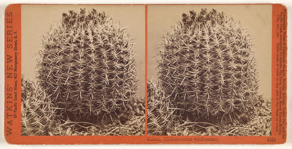 Cactus, (Echinocactus virideseens). by Carleton Watkins