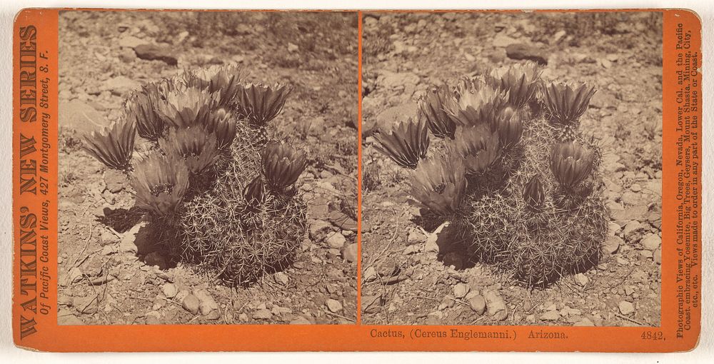 Cactus, (Cereus Englemanni.) Arizona. by Carleton Watkins