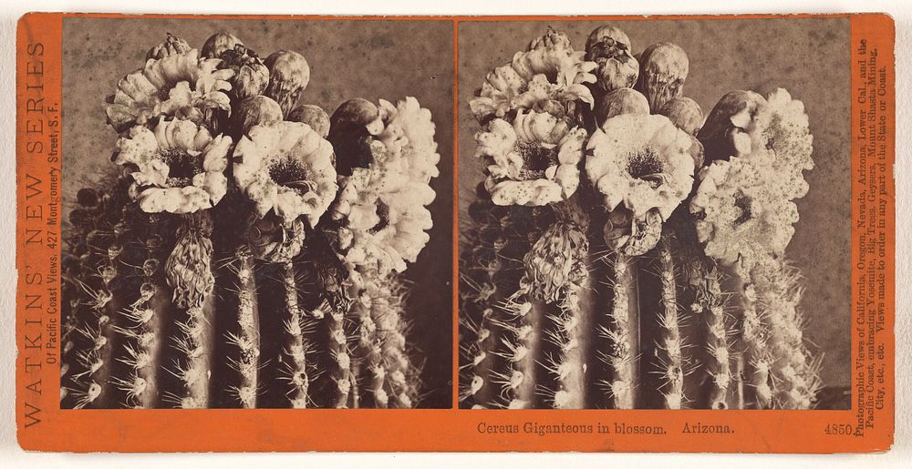 Cereus Giganteus in blossom. Arizona. by Carleton Watkins