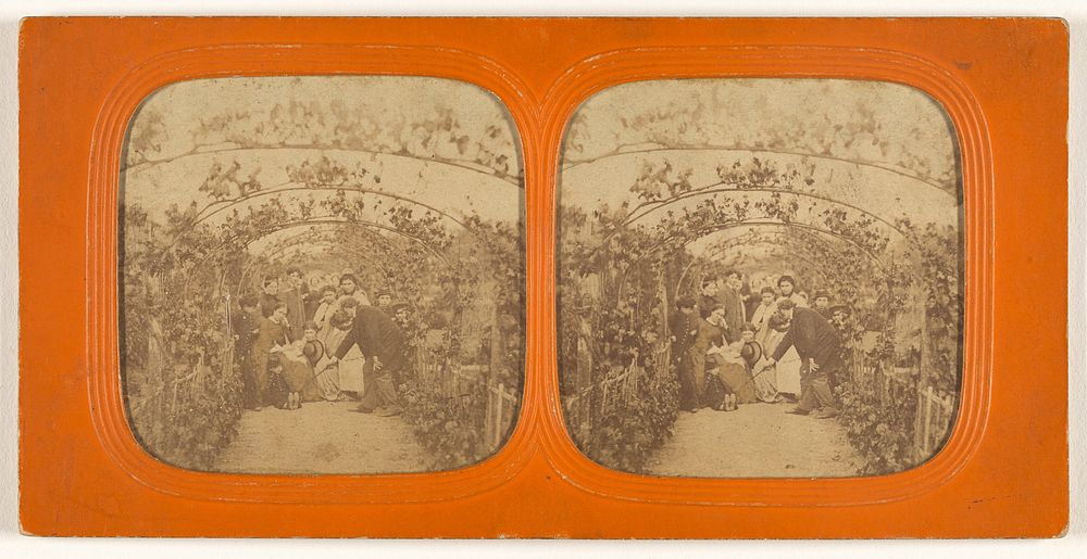 Group of people under a series of grape vines