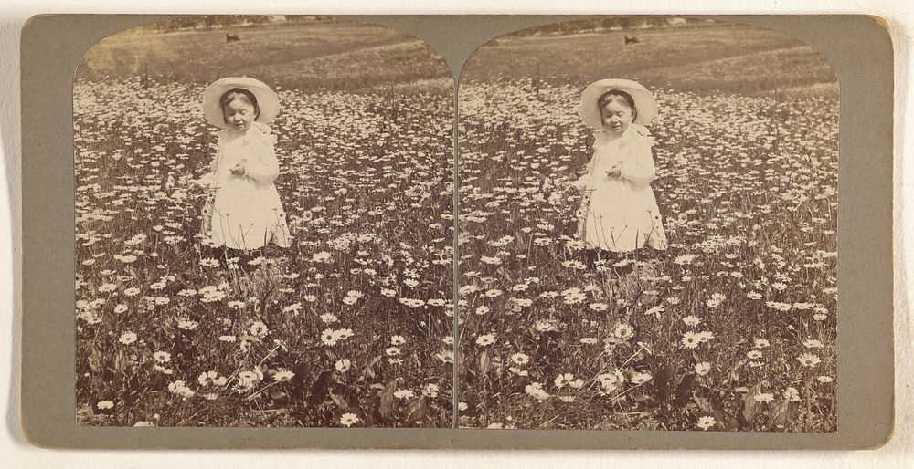 M.E. Wendt among the daisies. July 3 1902 by Julius M Wendt