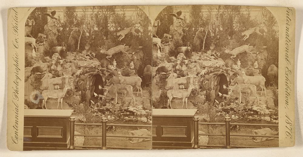 Mrs. M.A. Maxwell posed within a grouping a stuffed animals at the International Exposition, Philadelphia, 1876 by…