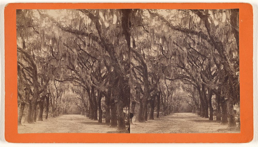 Bonaventure, Savannah, Georgia, One of the original roads in "Bonaventure" by Jerome Nelson Wilson