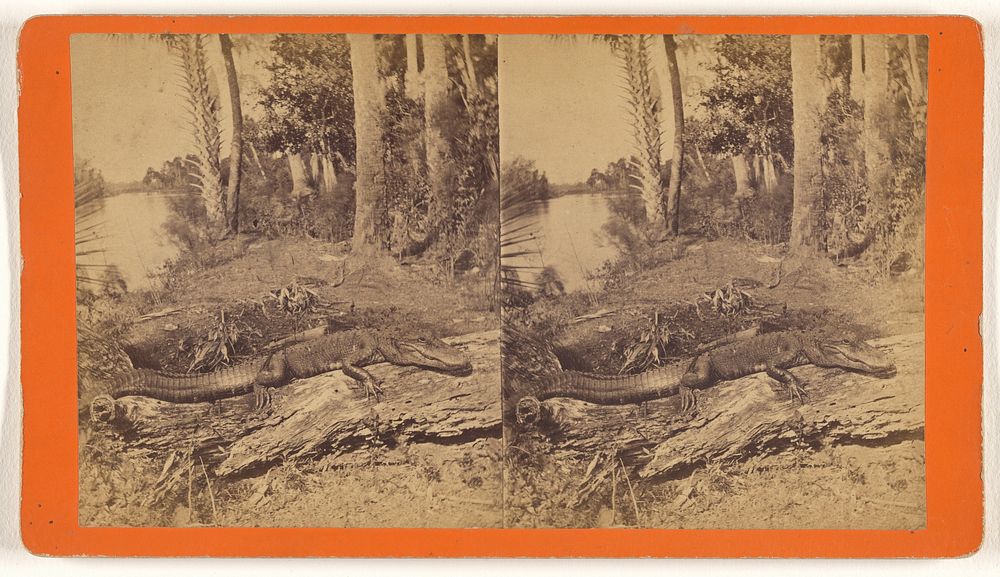 Alligator. by Jerome Nelson Wilson
