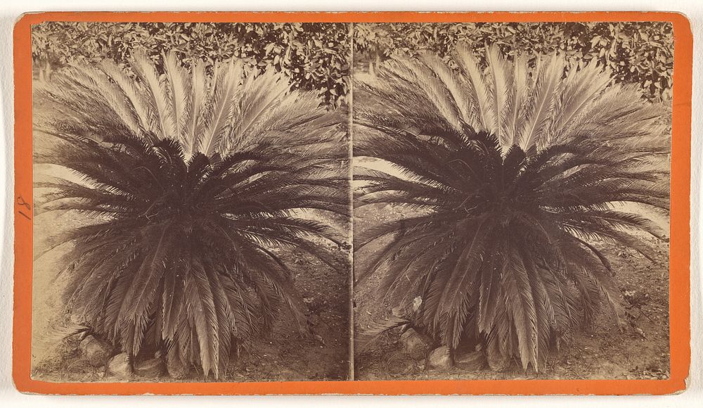 Sago Palm, Butler's Island, Ga. by Wilson and Havens