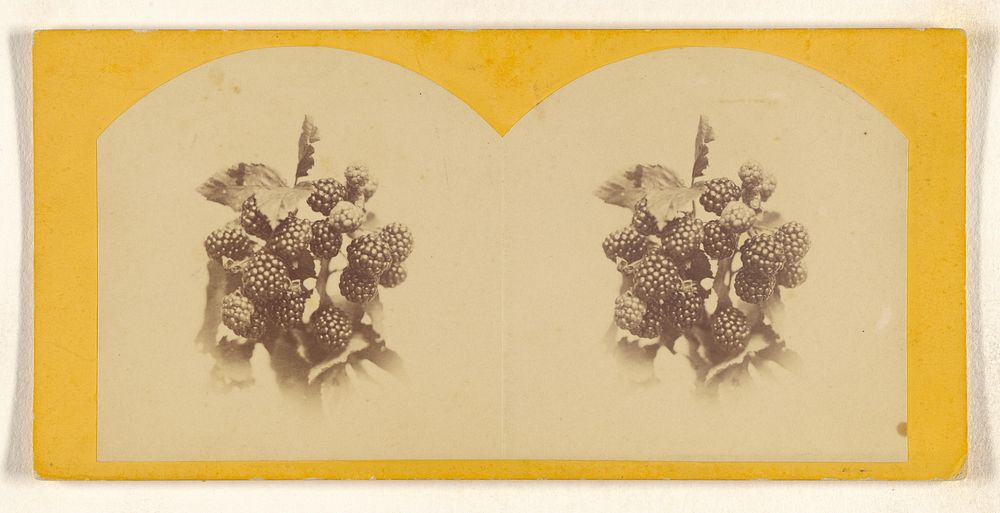Study of Lawton Blackberries. by E M Scholfield