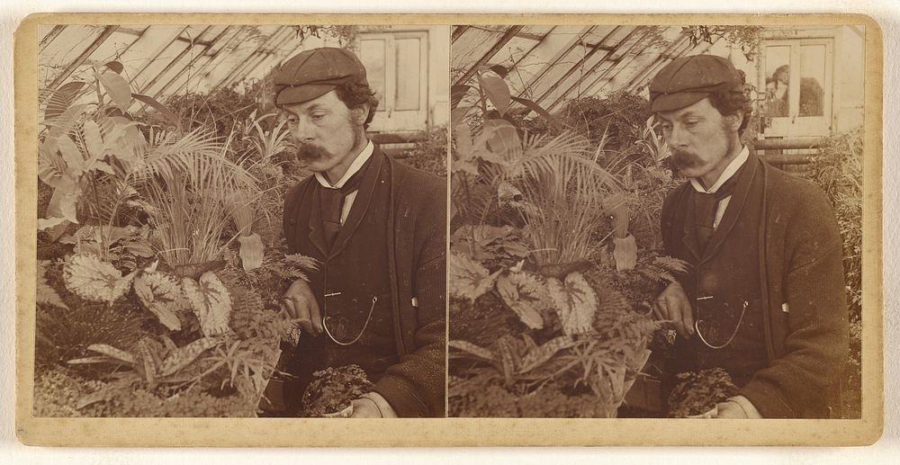 Man with moustache, wearing cap, posed with flowers in greenhouse