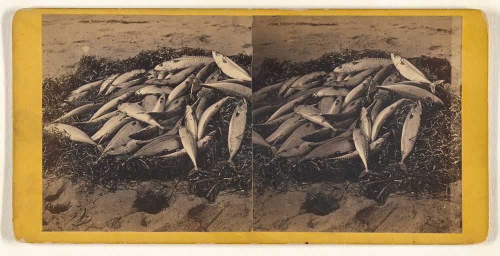 Fish on pile of seaweed on beach by G H Nickerson