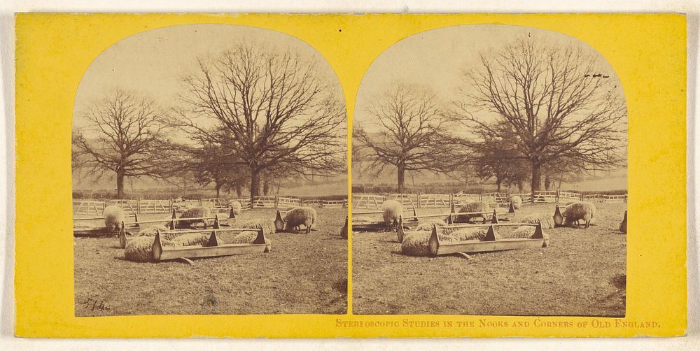 Stereoscopic Studies in the Nooks and Corners of Old England. [Sheep eating]