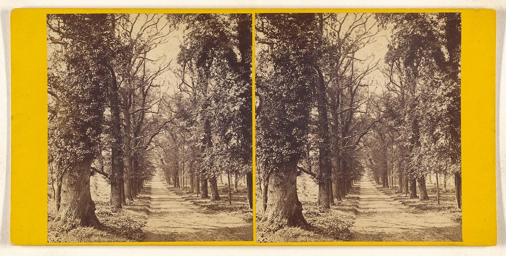 Bramshill Park, Hants. - Seat of Sir William H. Cope, Bart. Avenue of Elms leading up to the West front.