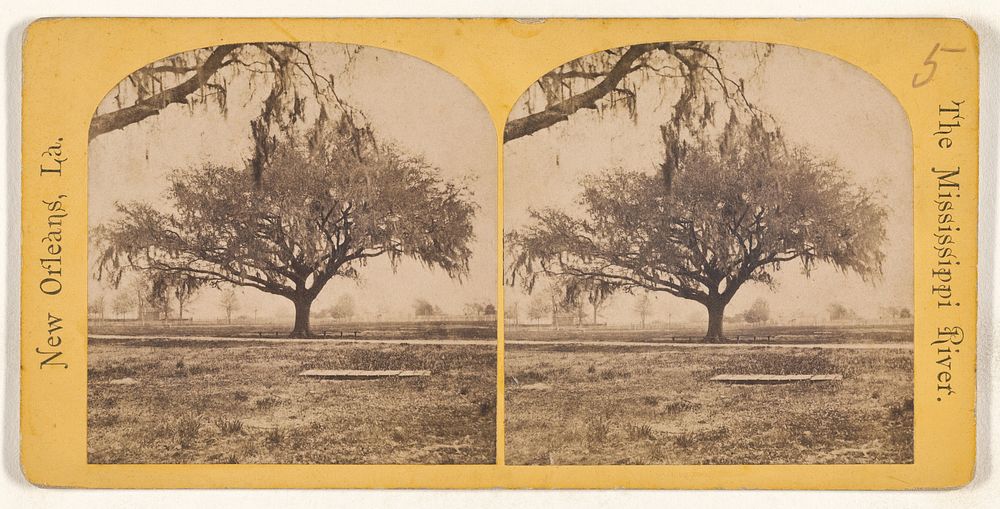 Live Oak. [The Mississippi River. New Orleans, Louisiana.]