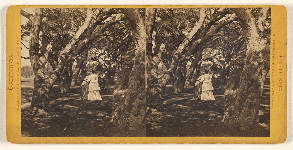 Two women walking with backs to camera through a series of shade trees, two little girls in front of them by Eadweard J…